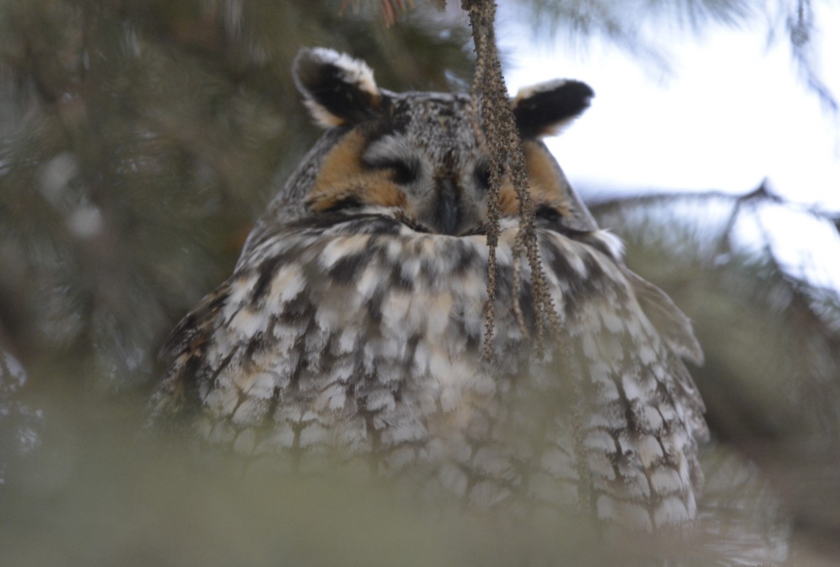 Long-eared Owl - ML614358977