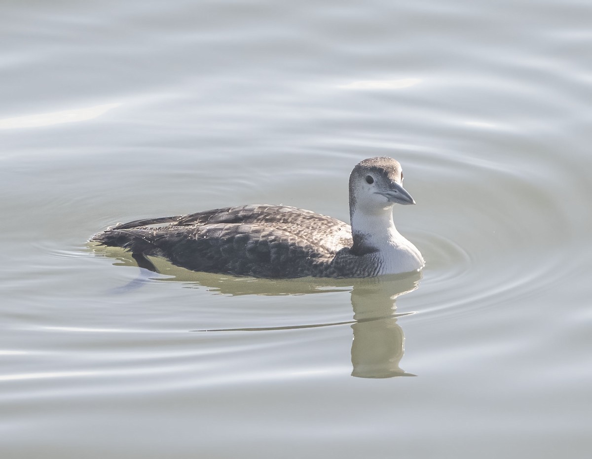 Common Loon - ML614358992