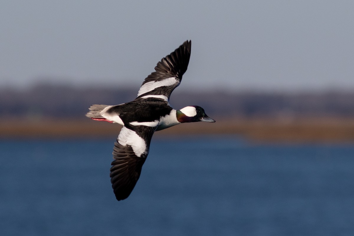 Bufflehead - Jesse Amesbury