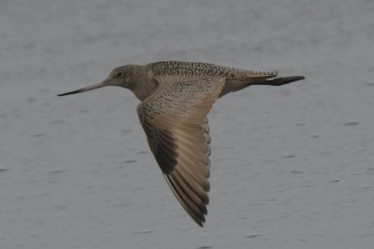 Marbled Godwit - Haynes Miller