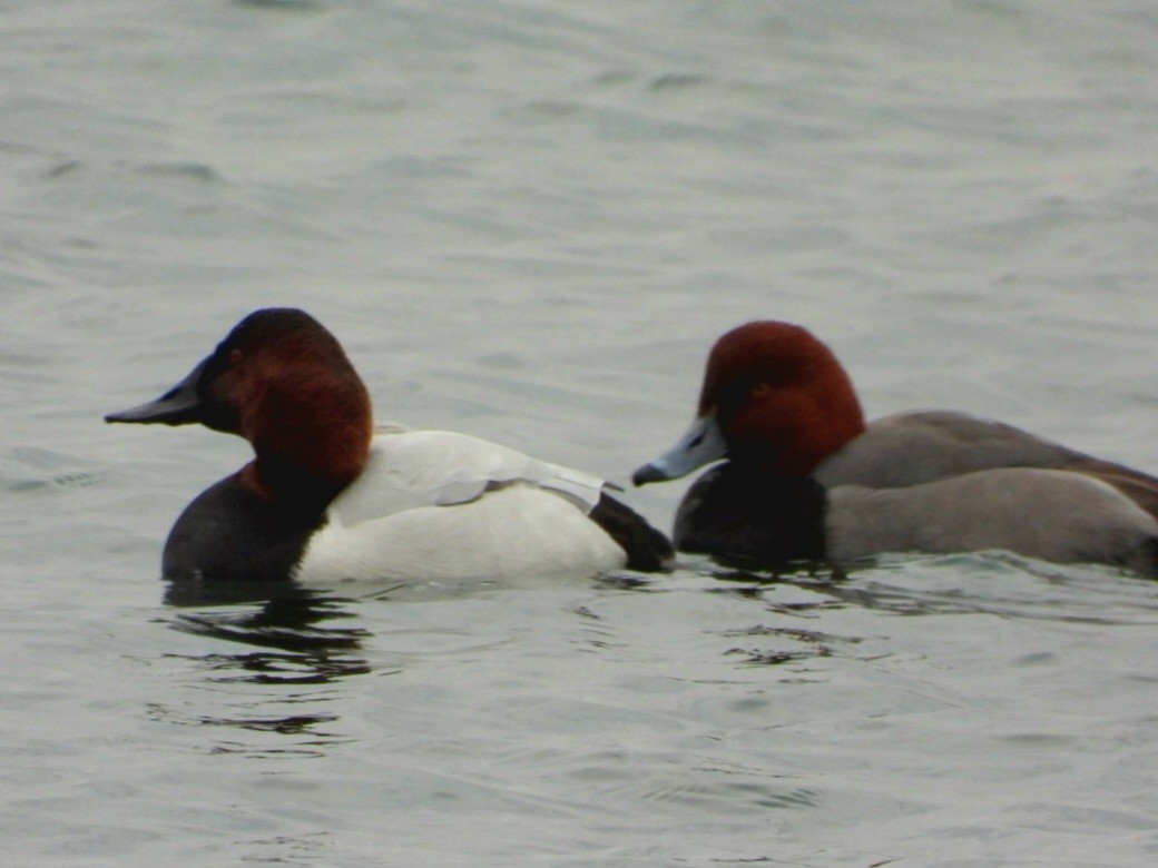 Canvasback - Cliff Dekdebrun