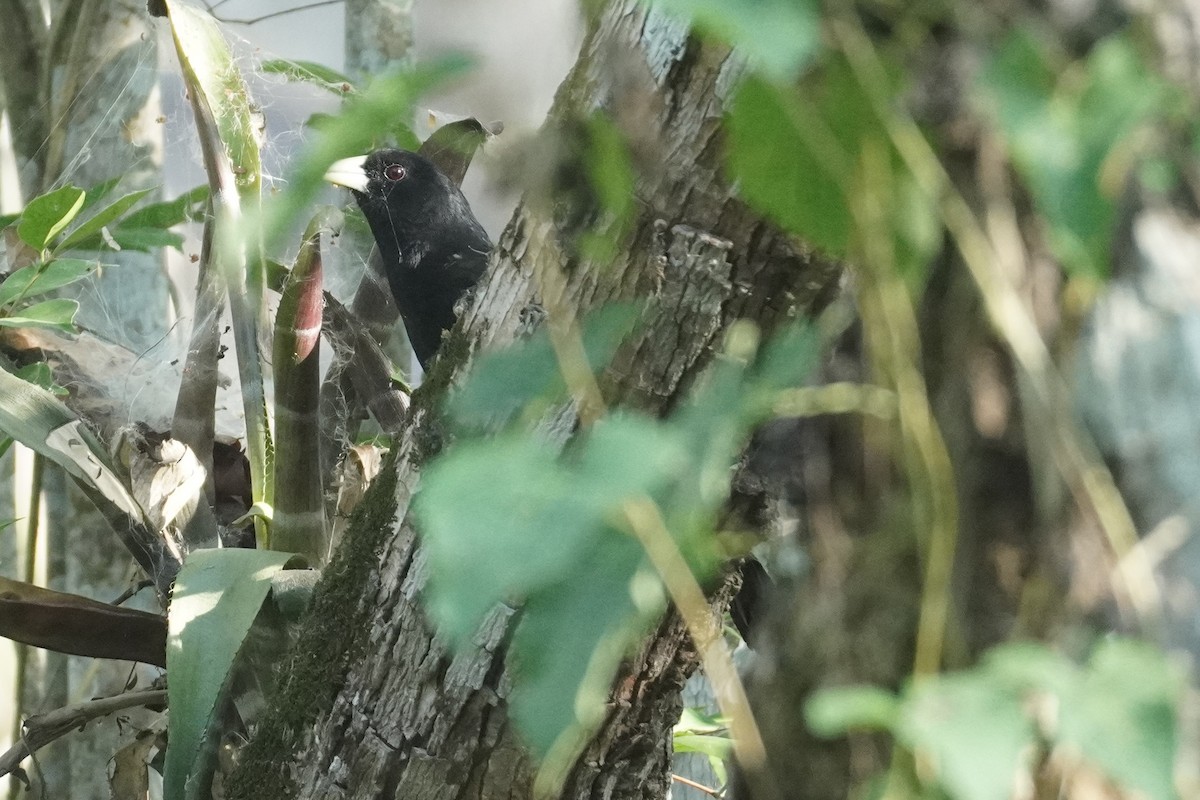 Solitary Black Cacique - ML614359082