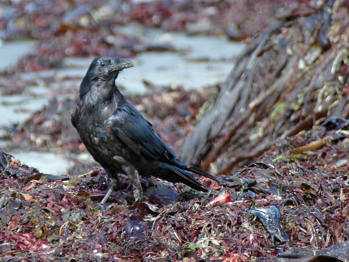 Common Raven - ML614359144