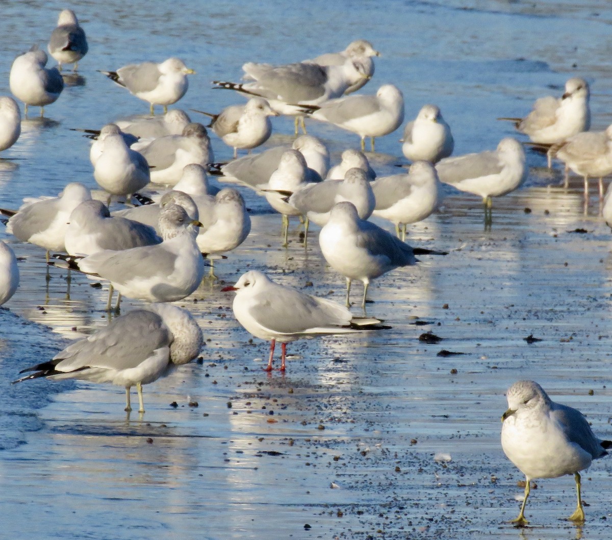 Black-headed Gull - ML614359181