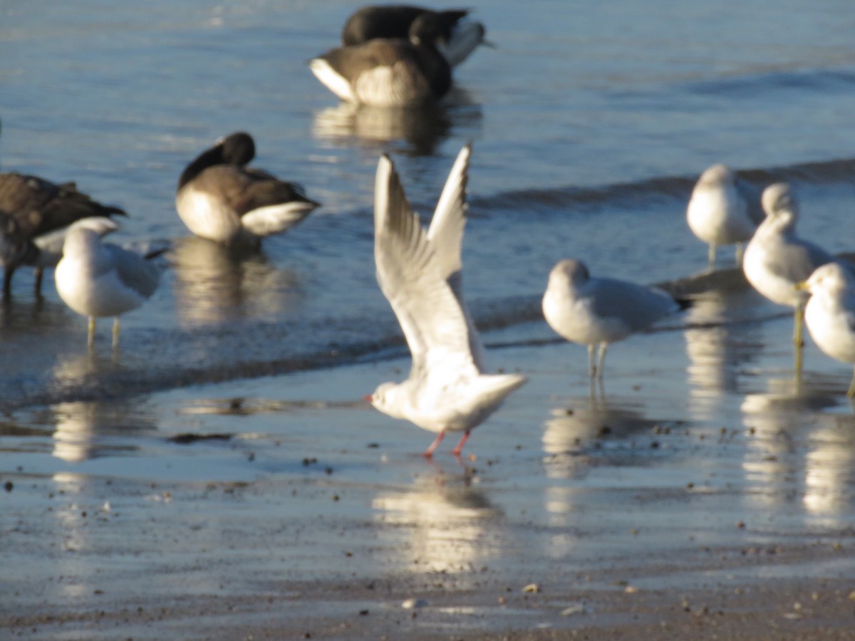 Mouette rieuse - ML614359182