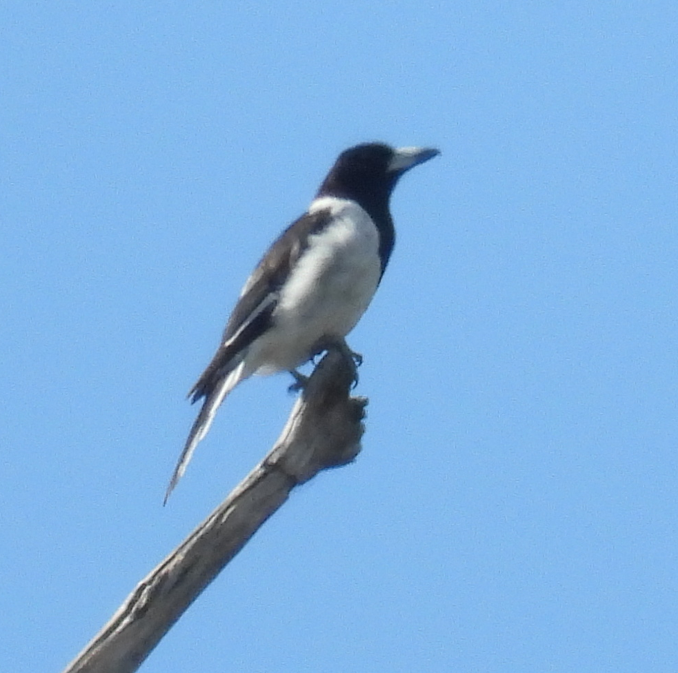 Pied Butcherbird - ML614359229