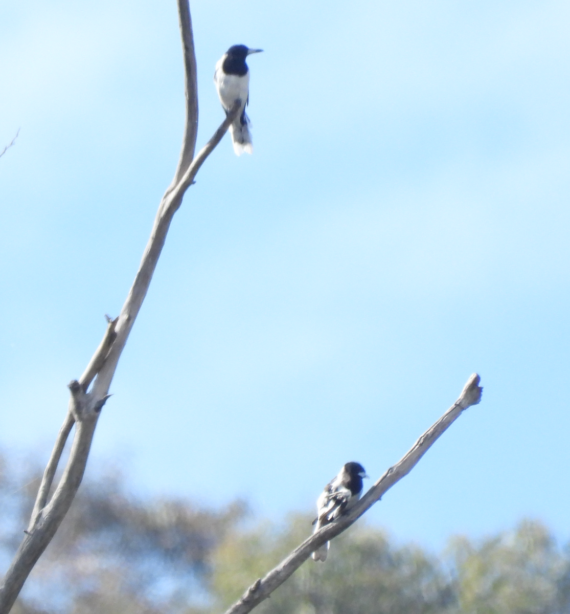 Pied Butcherbird - ML614359230