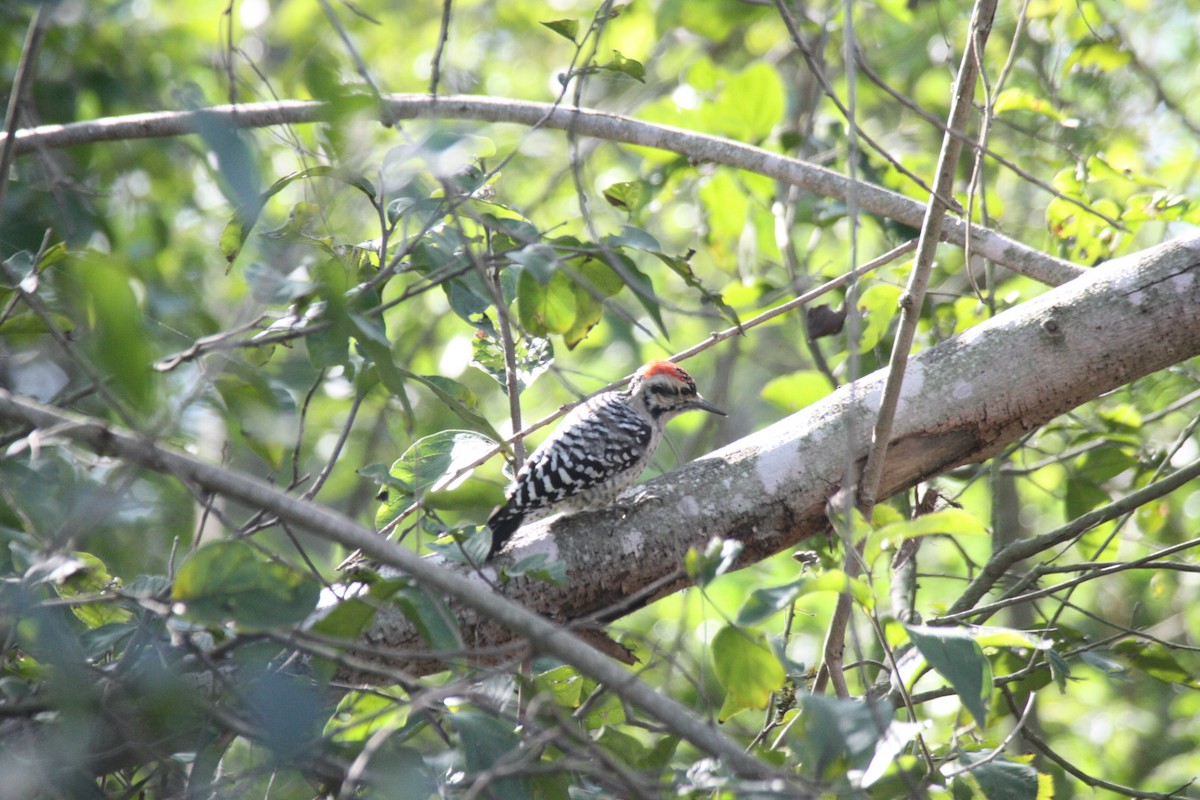 Ladder-backed Woodpecker - ML614359264