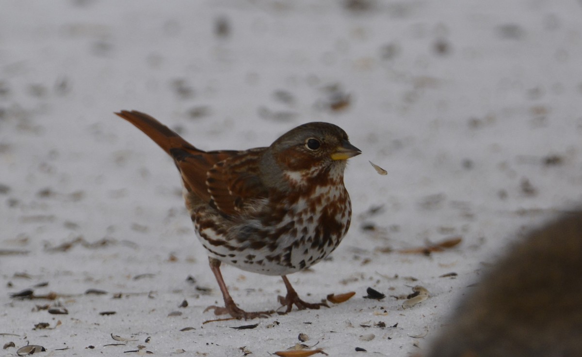 Fox Sparrow - ML614359266