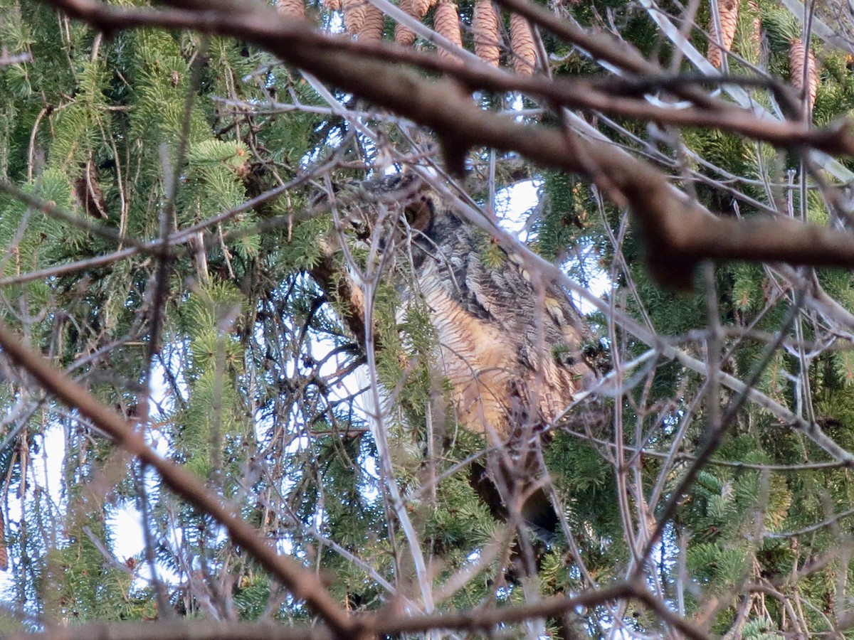 Great Horned Owl - ML614359317