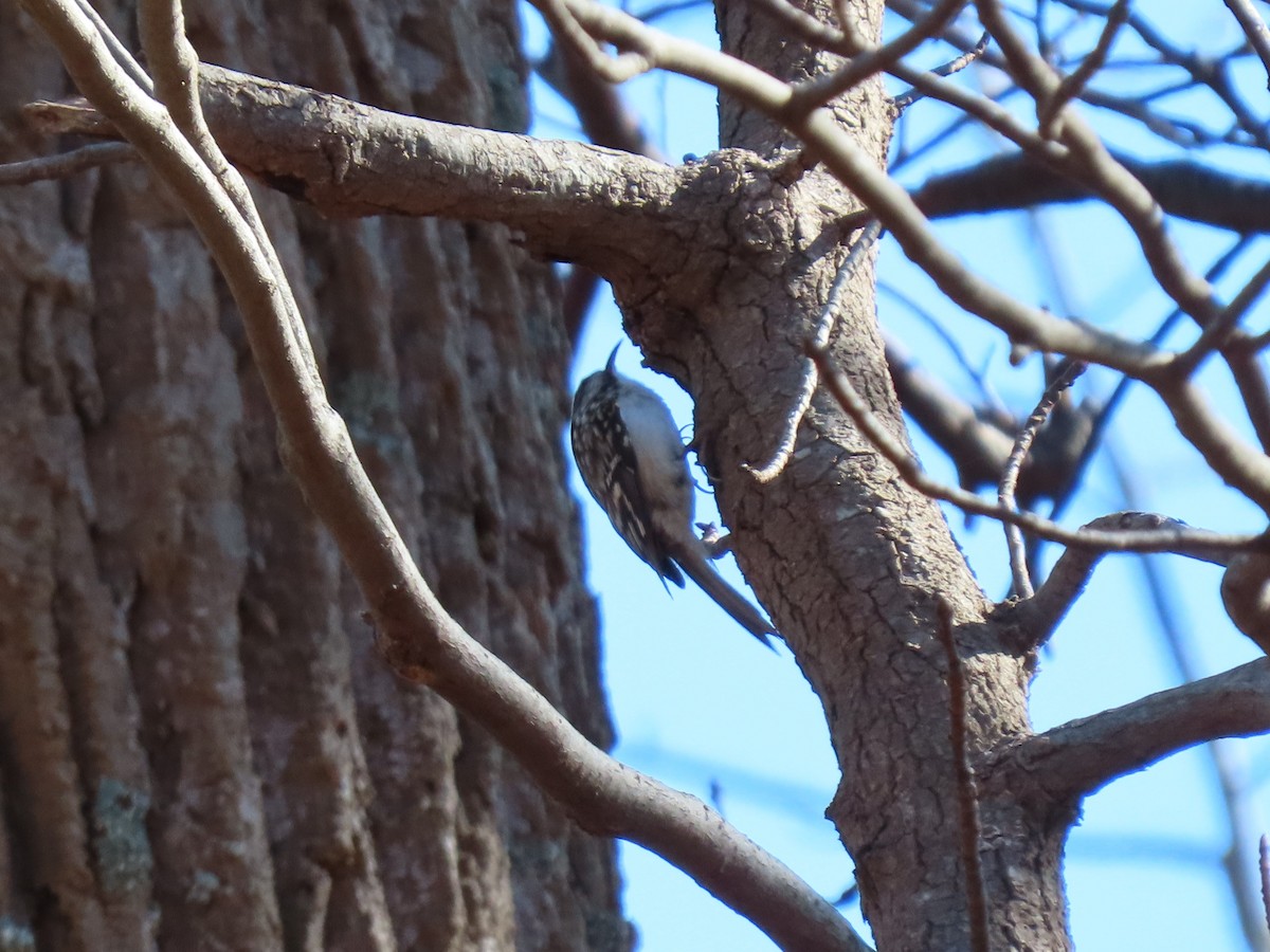 Brown Creeper - Doug Graham