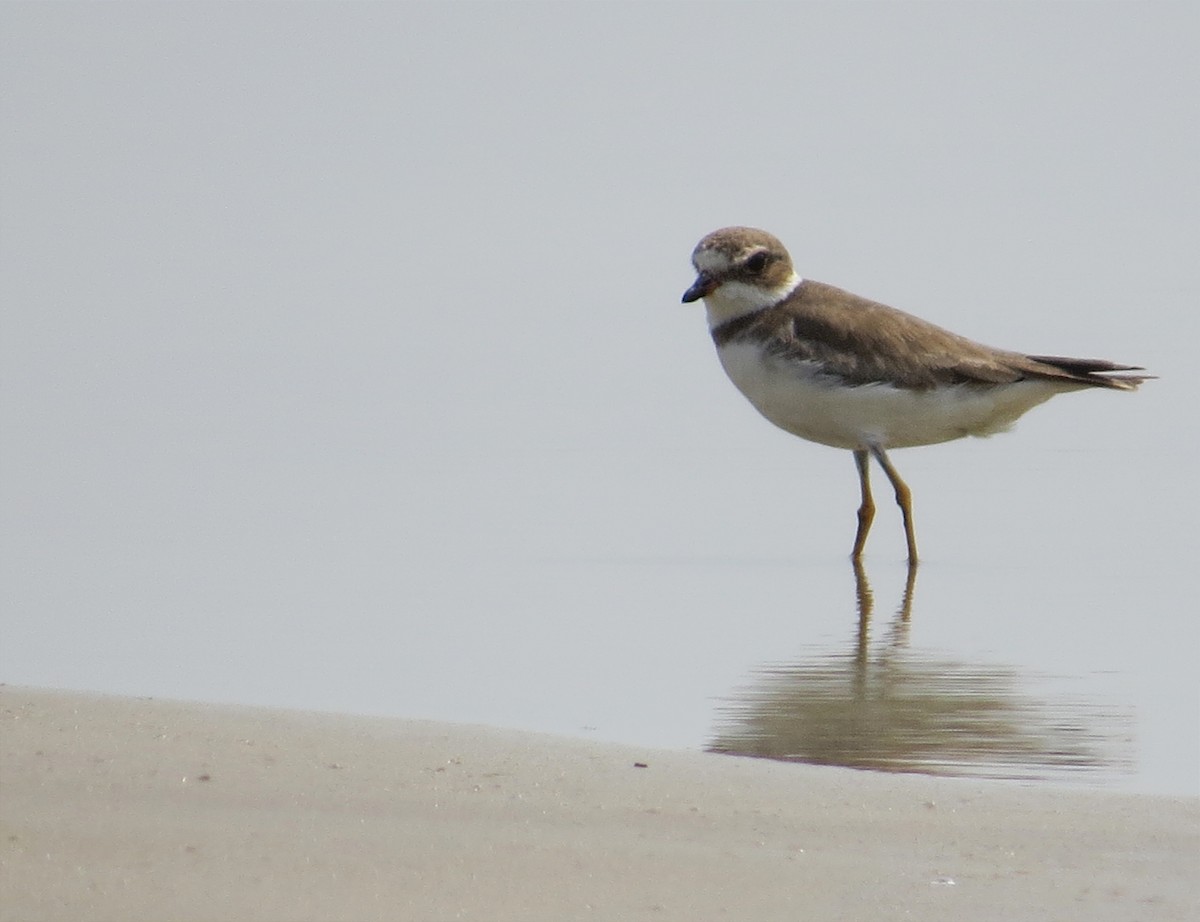 Semipalmated Plover - ML614359425