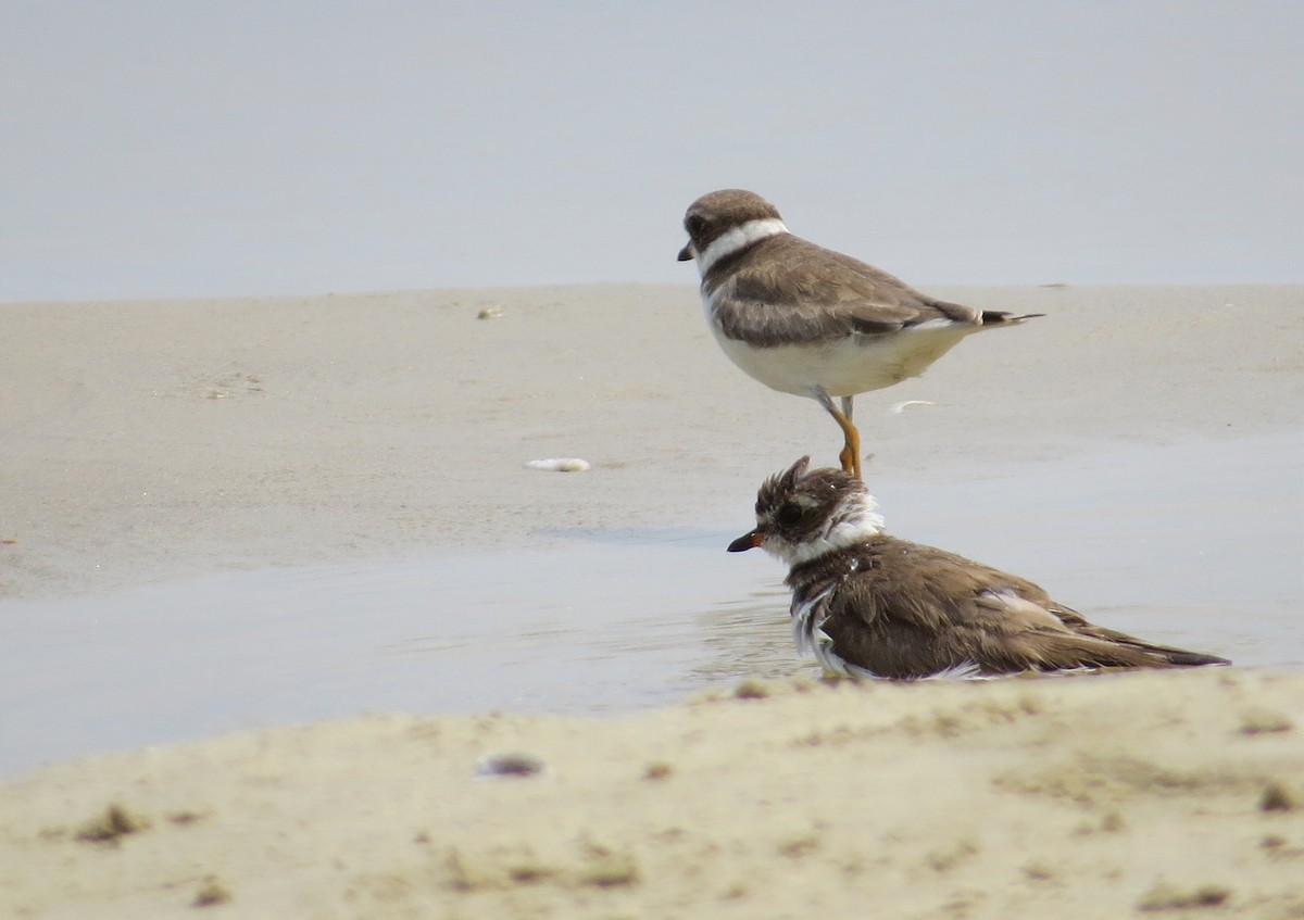 Semipalmated Plover - ML614359426