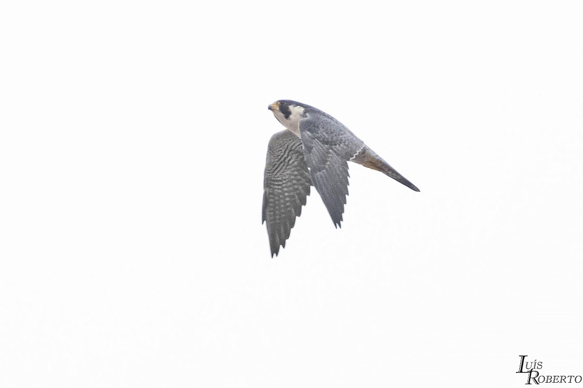 Peregrine Falcon - ML614359496