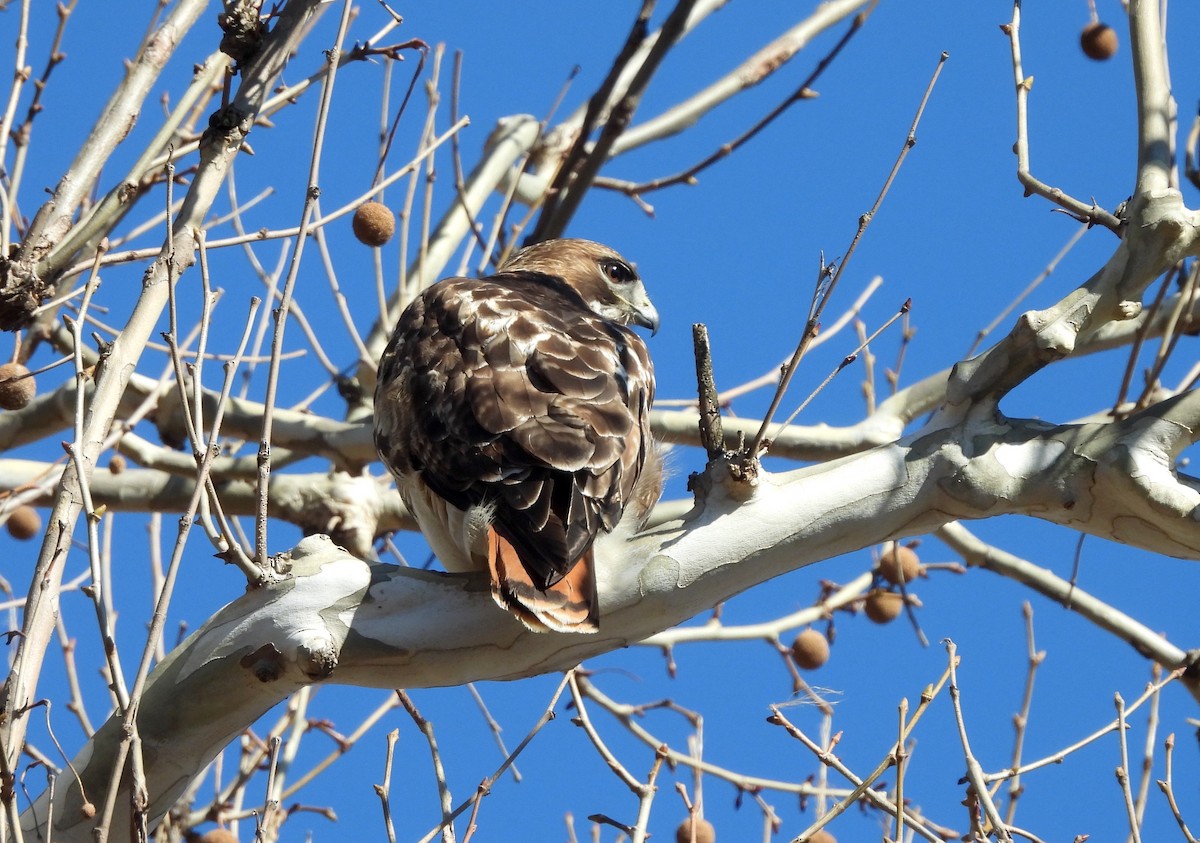 Red-tailed Hawk - ML614359539