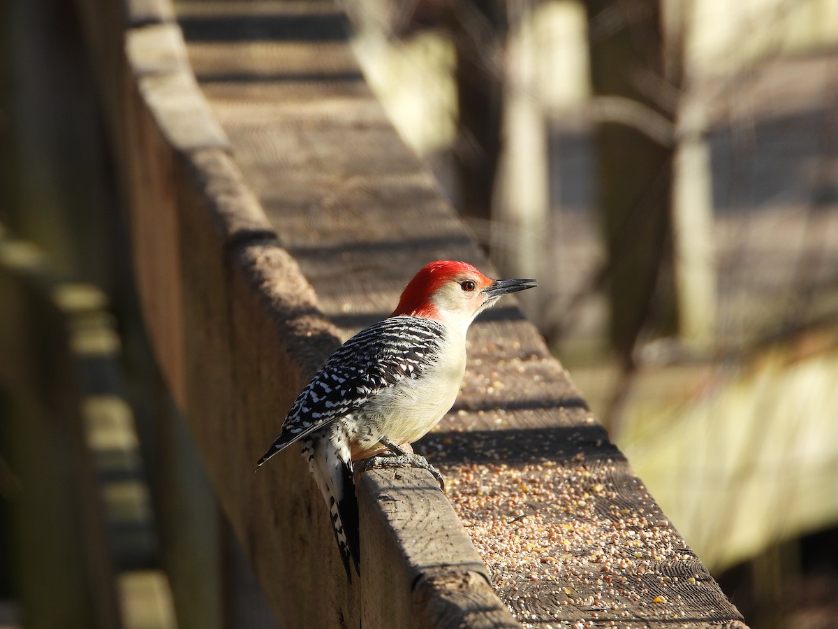 Red-bellied Woodpecker - ML614359570