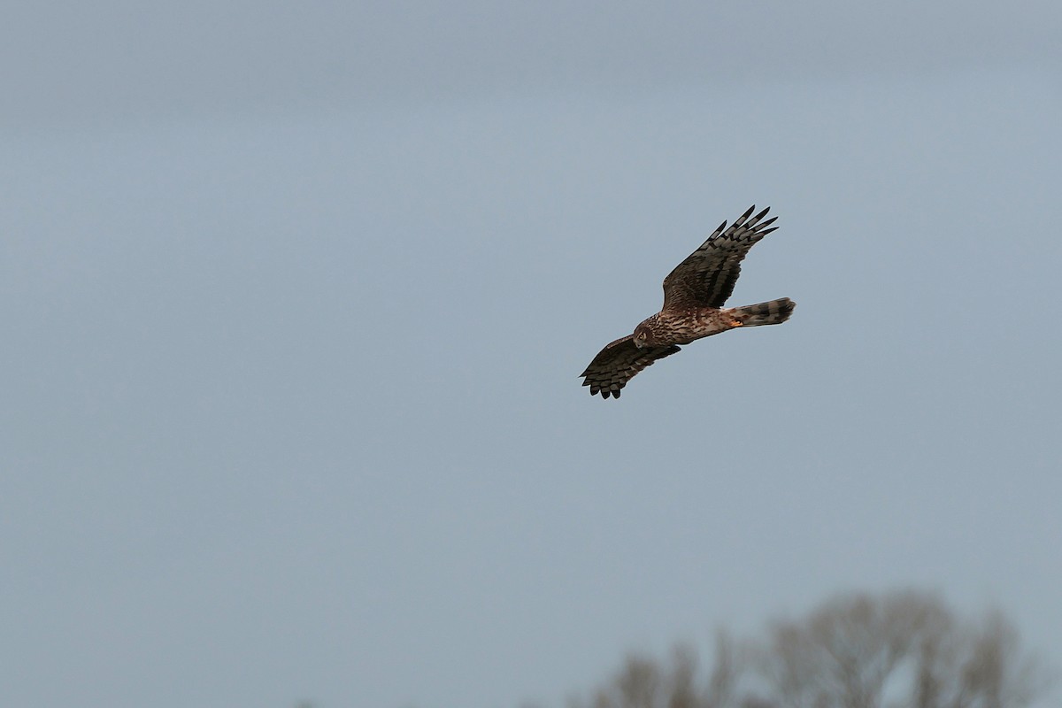 Hen Harrier - ML614359587