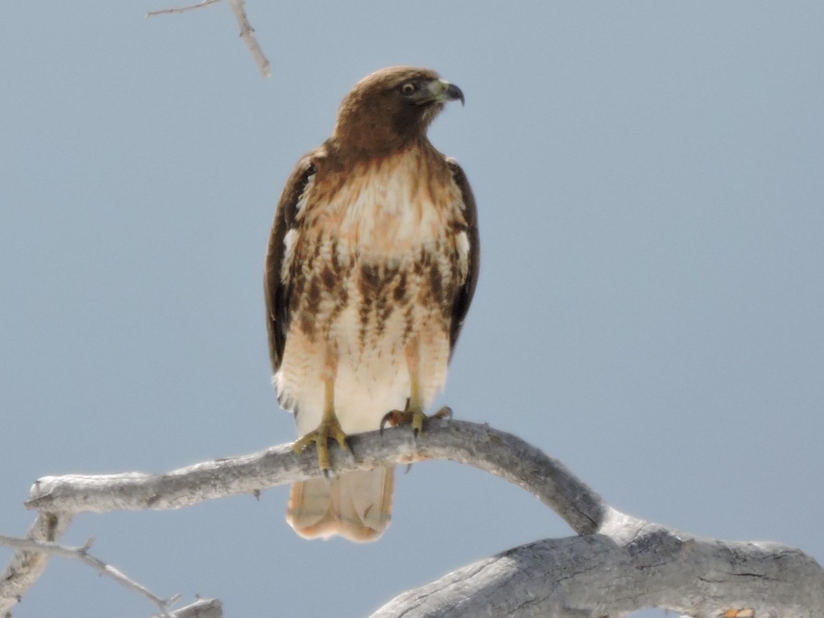 Red-tailed Hawk - ML614359606