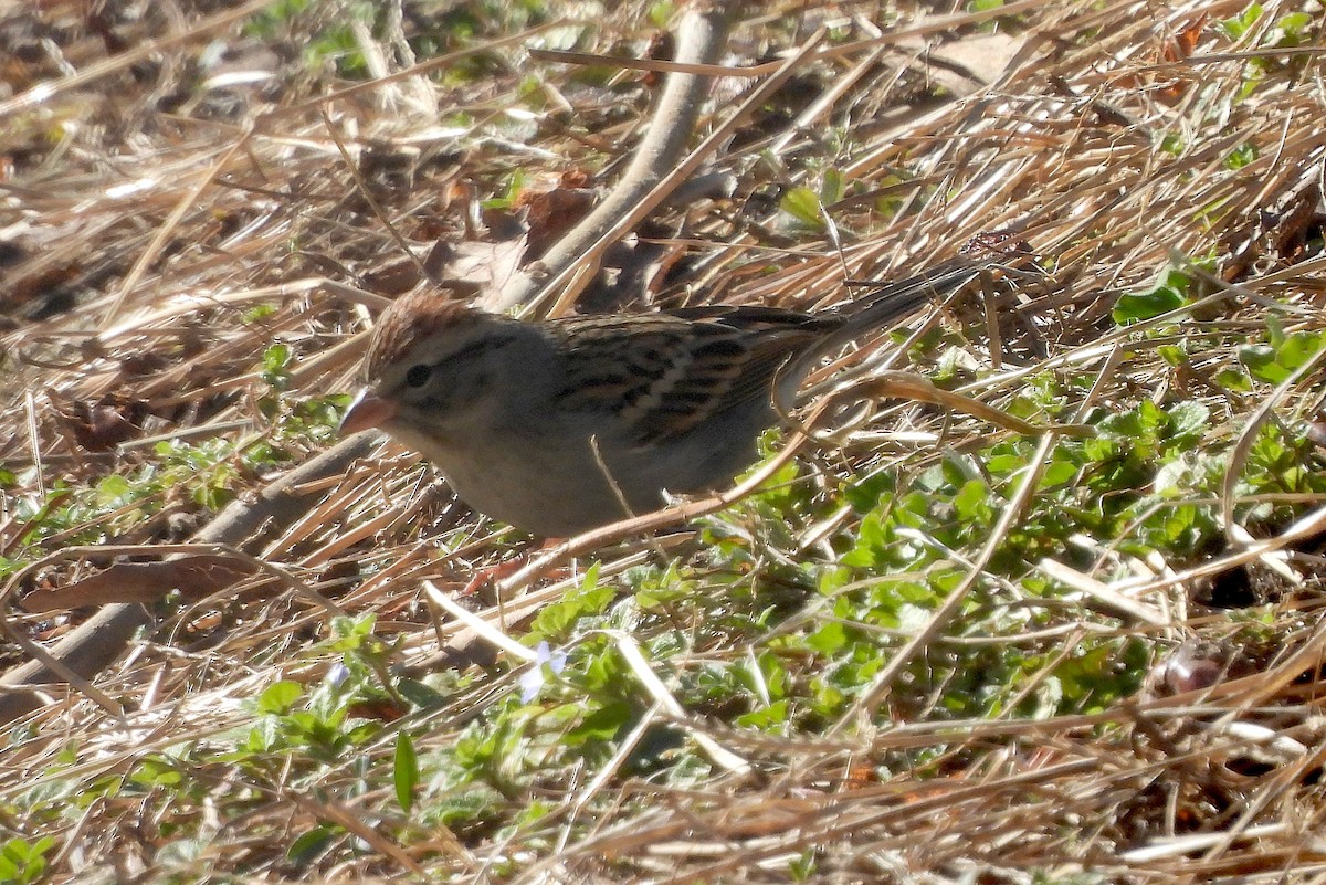 Chipping Sparrow - ML614359608