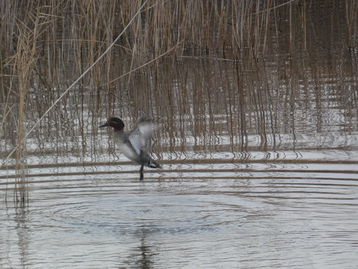 Green-winged Teal - ML614359614