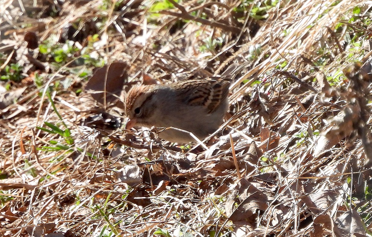 Chipping Sparrow - ML614359620