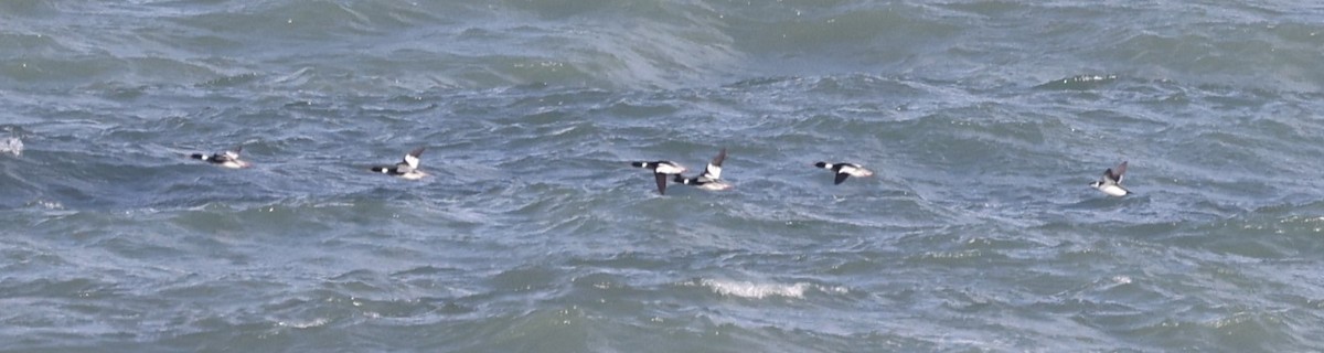 Red-breasted Merganser - ML614359660