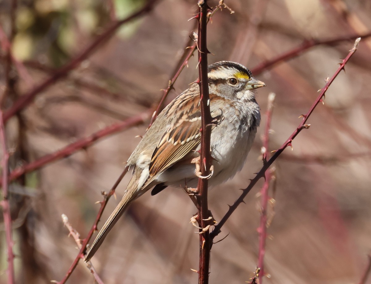 White-throated Sparrow - Rob Van Epps