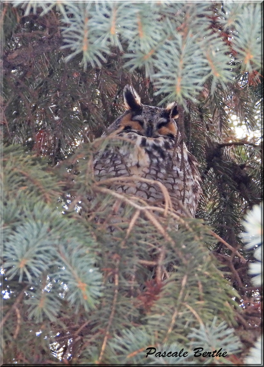 Long-eared Owl - ML614360191