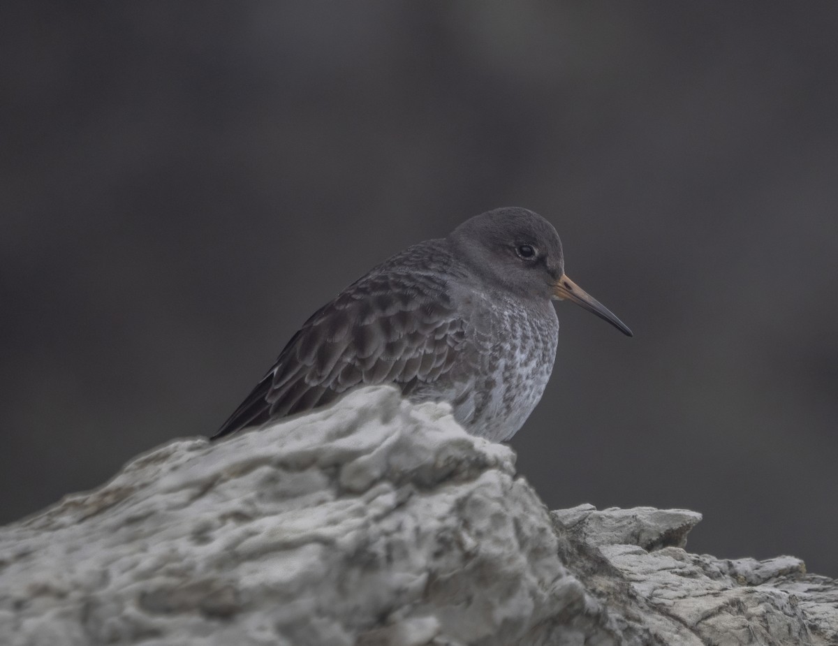 Purple Sandpiper - ML614360268