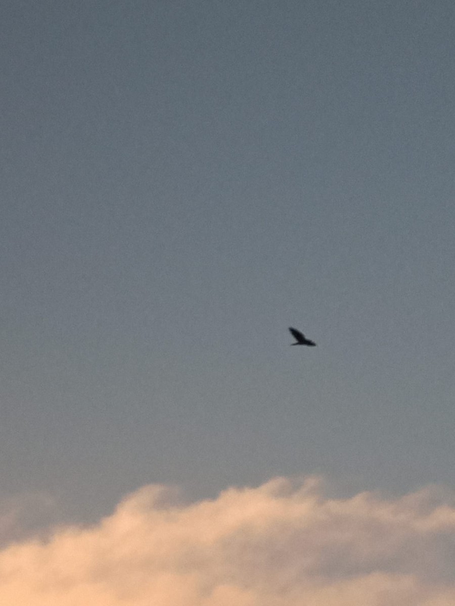 Swainson's Hawk - Elizabeth Lorenzo