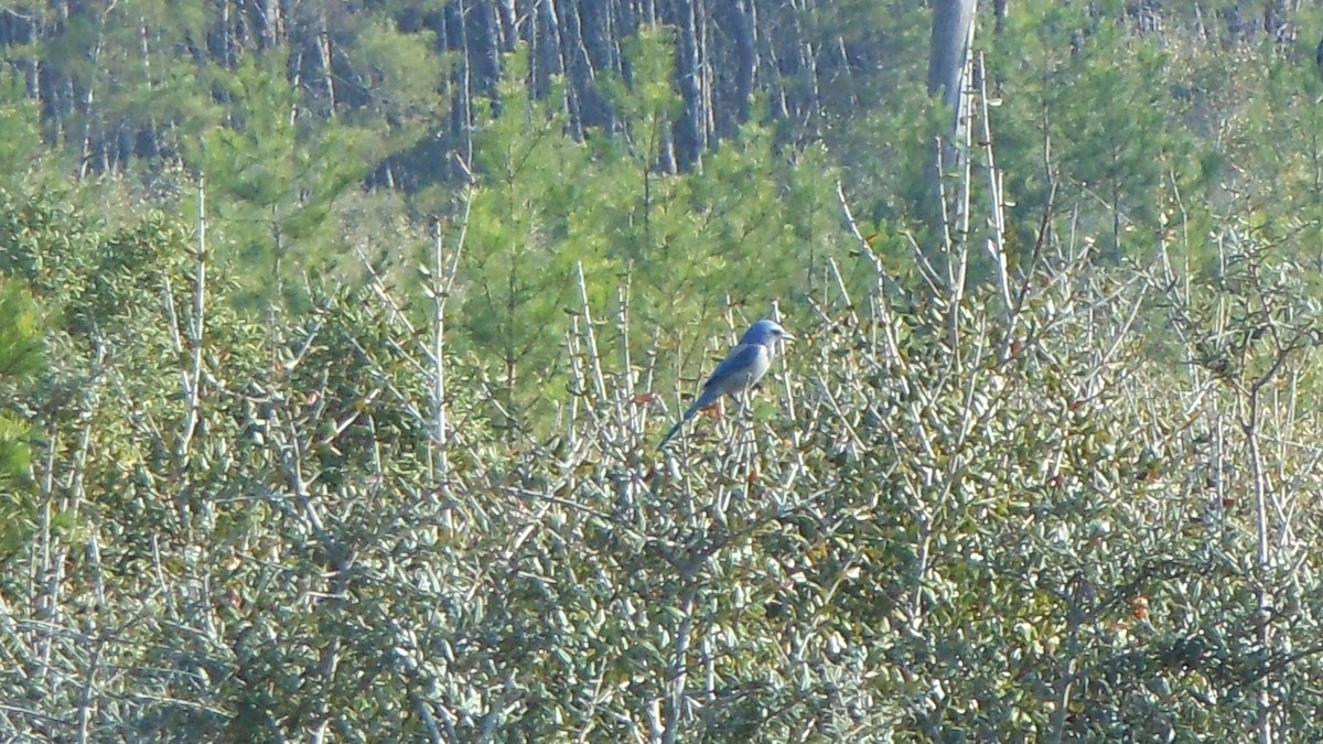 Florida Scrub-Jay - ML614360349