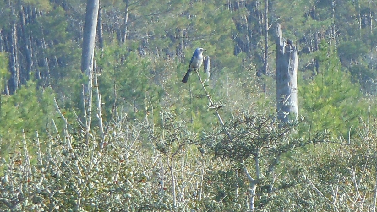 Florida Scrub-Jay - ML614360350