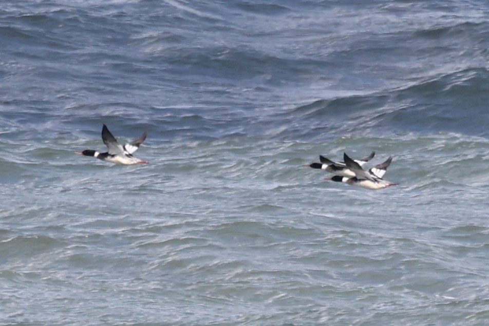 Red-breasted Merganser - ML614360441