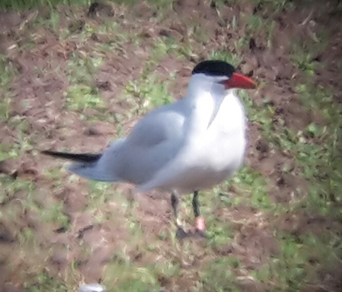 Caspian Tern - ML614360470