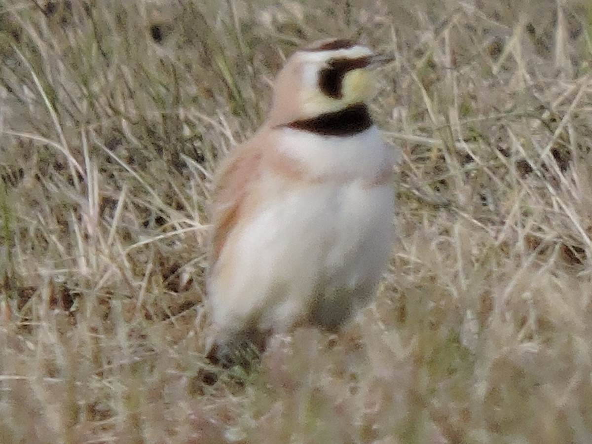 Horned Lark - ML614360536