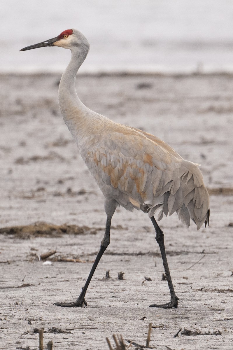 Sandhill Crane - Mark Parker