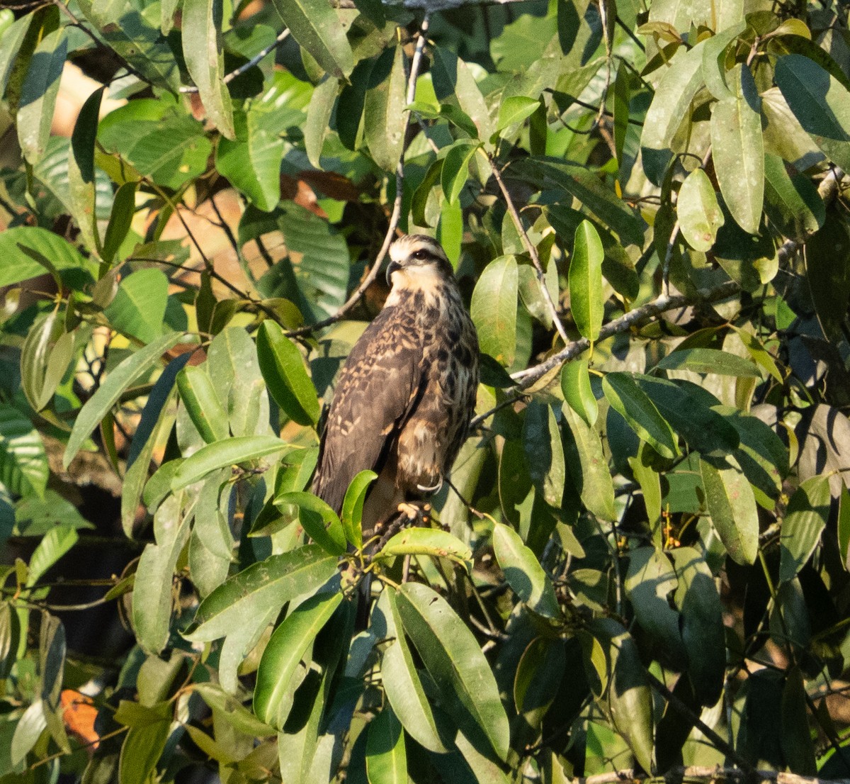 Коршун-слизнеед - ML614360608