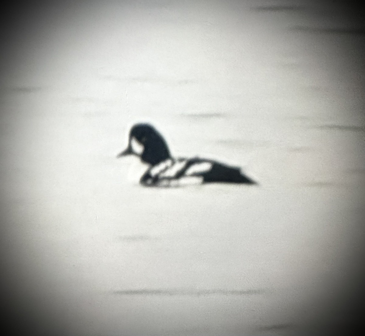 Barrow's Goldeneye - ML614360741