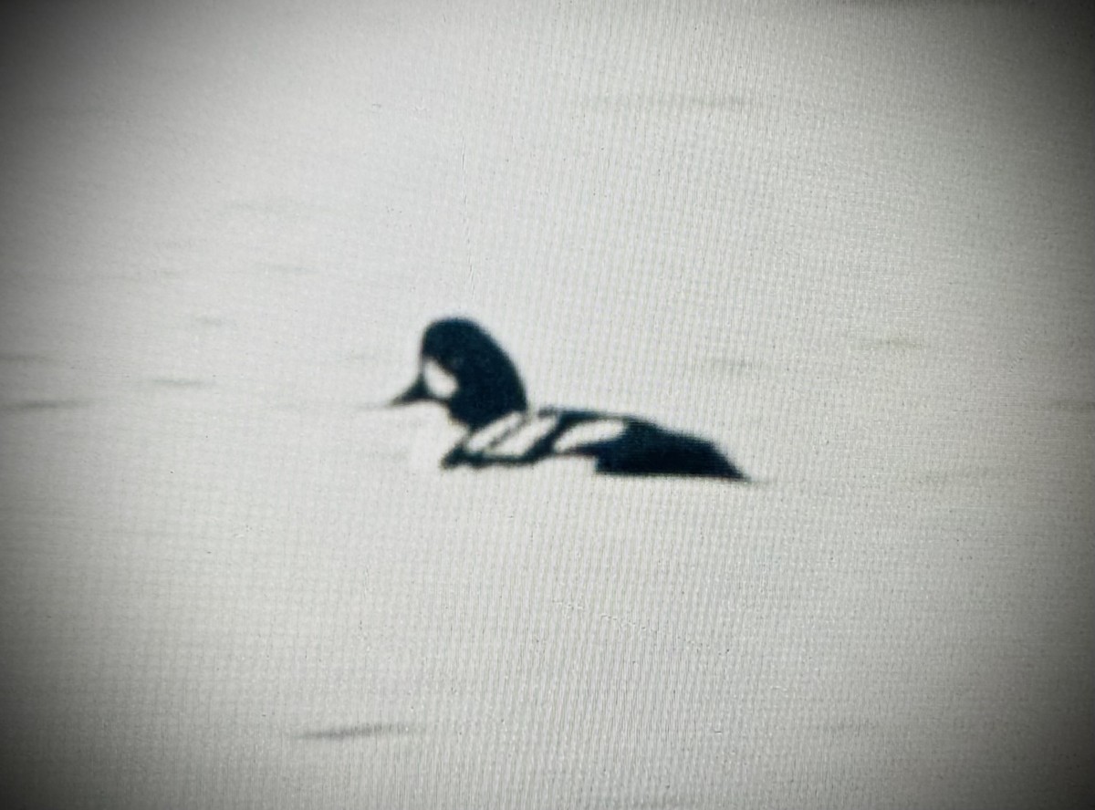 Barrow's Goldeneye - ML614360742