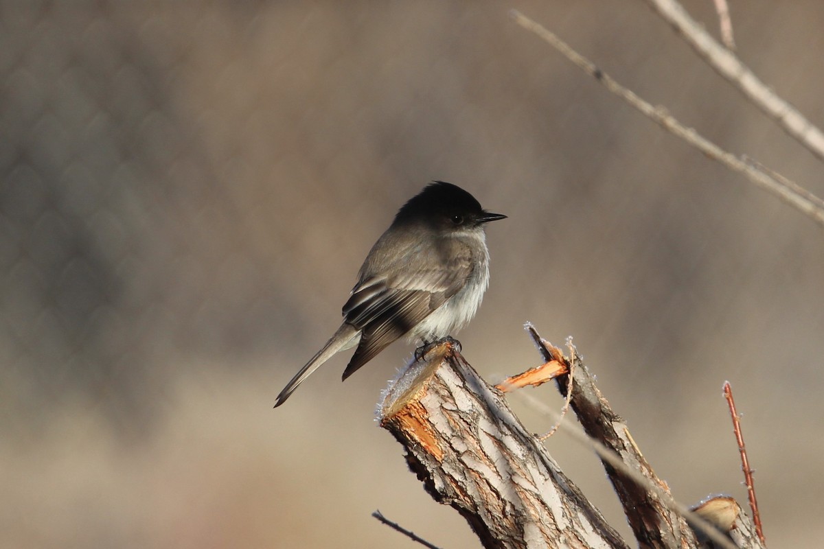 Eastern Phoebe - Hank Taliaferro