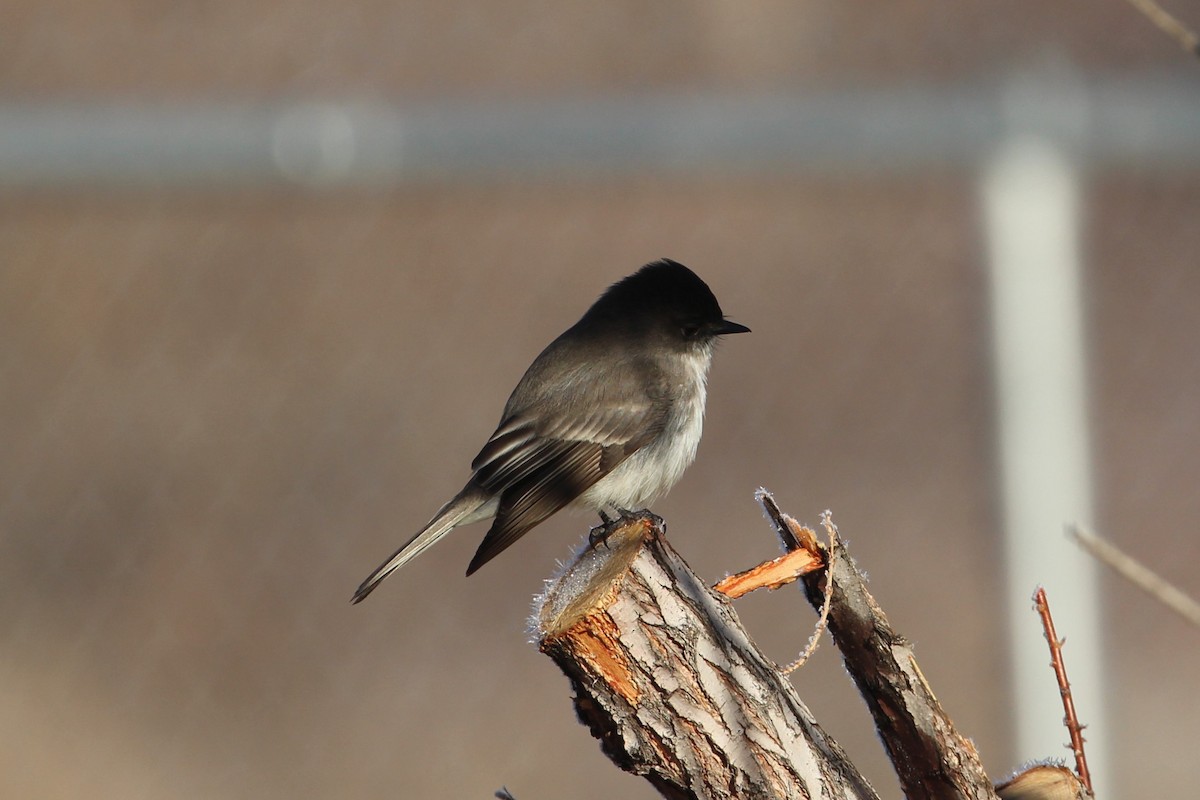 Eastern Phoebe - Hank Taliaferro