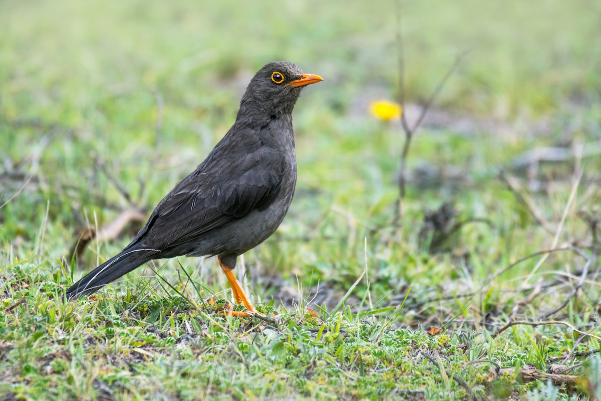 Chiguanco Thrush - ML614360804