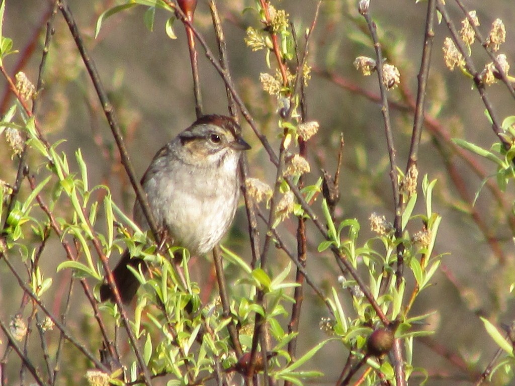 Swamp Sparrow - ML614360819