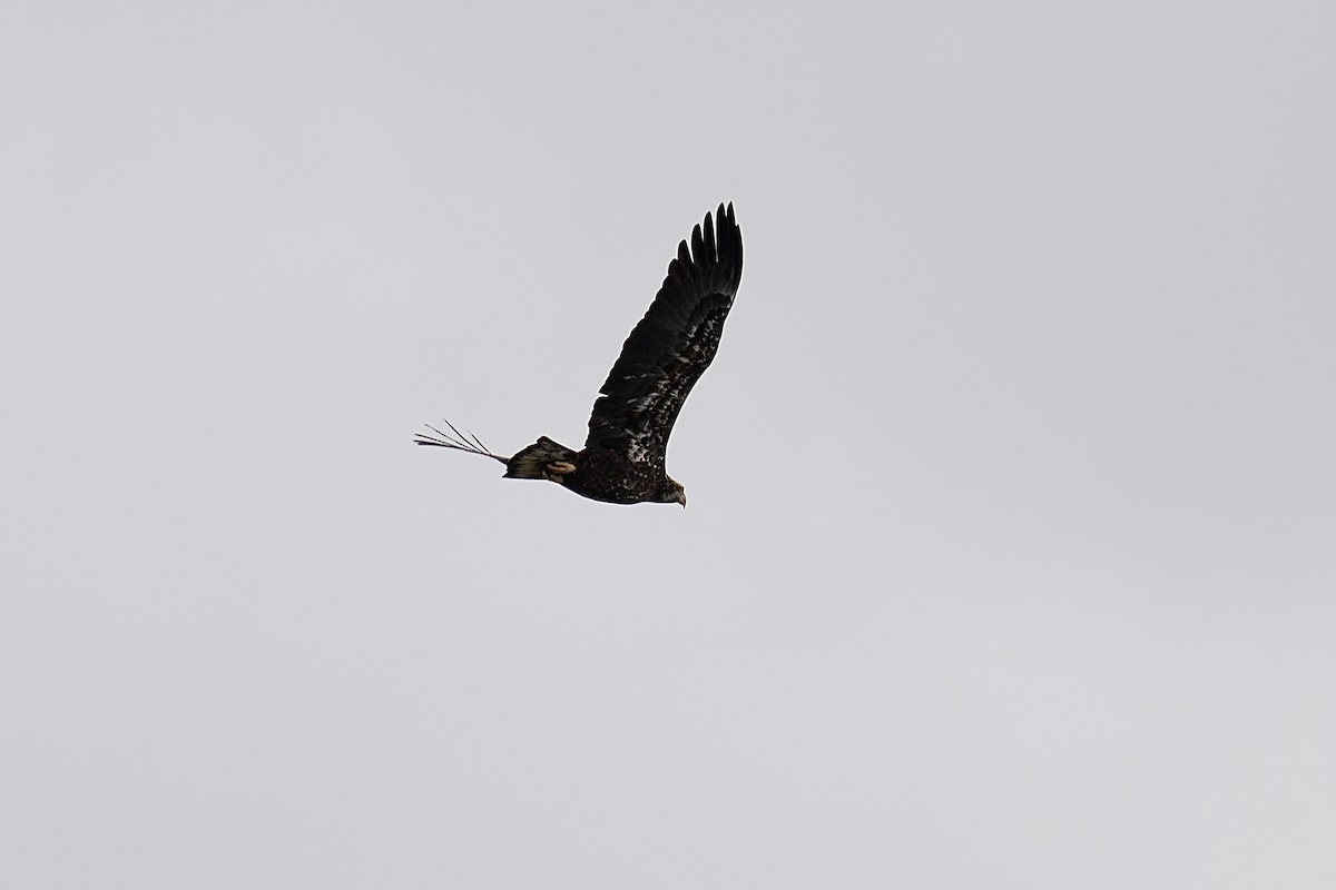 Bald Eagle - ML614360828