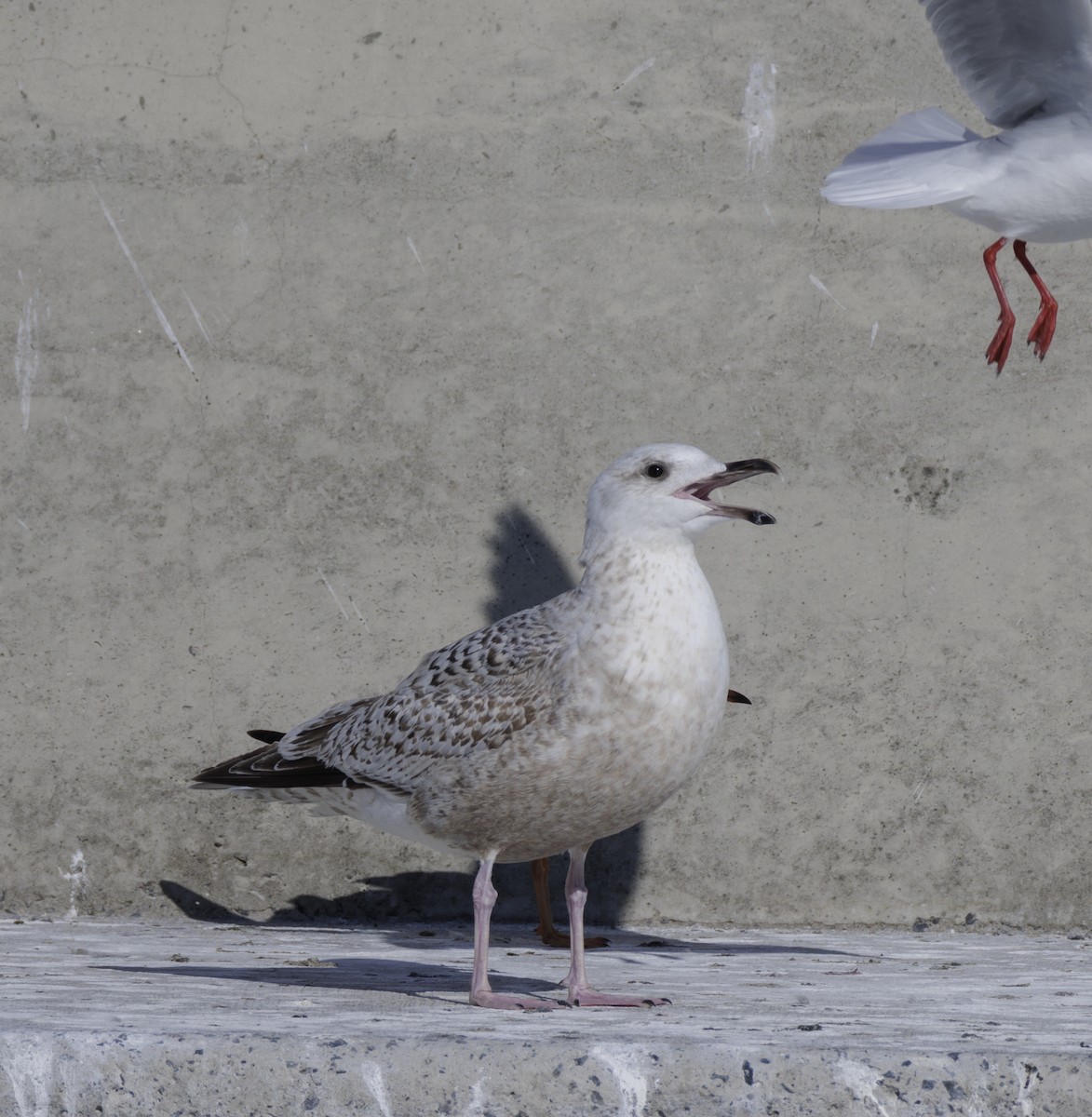 Iceland Gull (Thayer's) - ML614360847