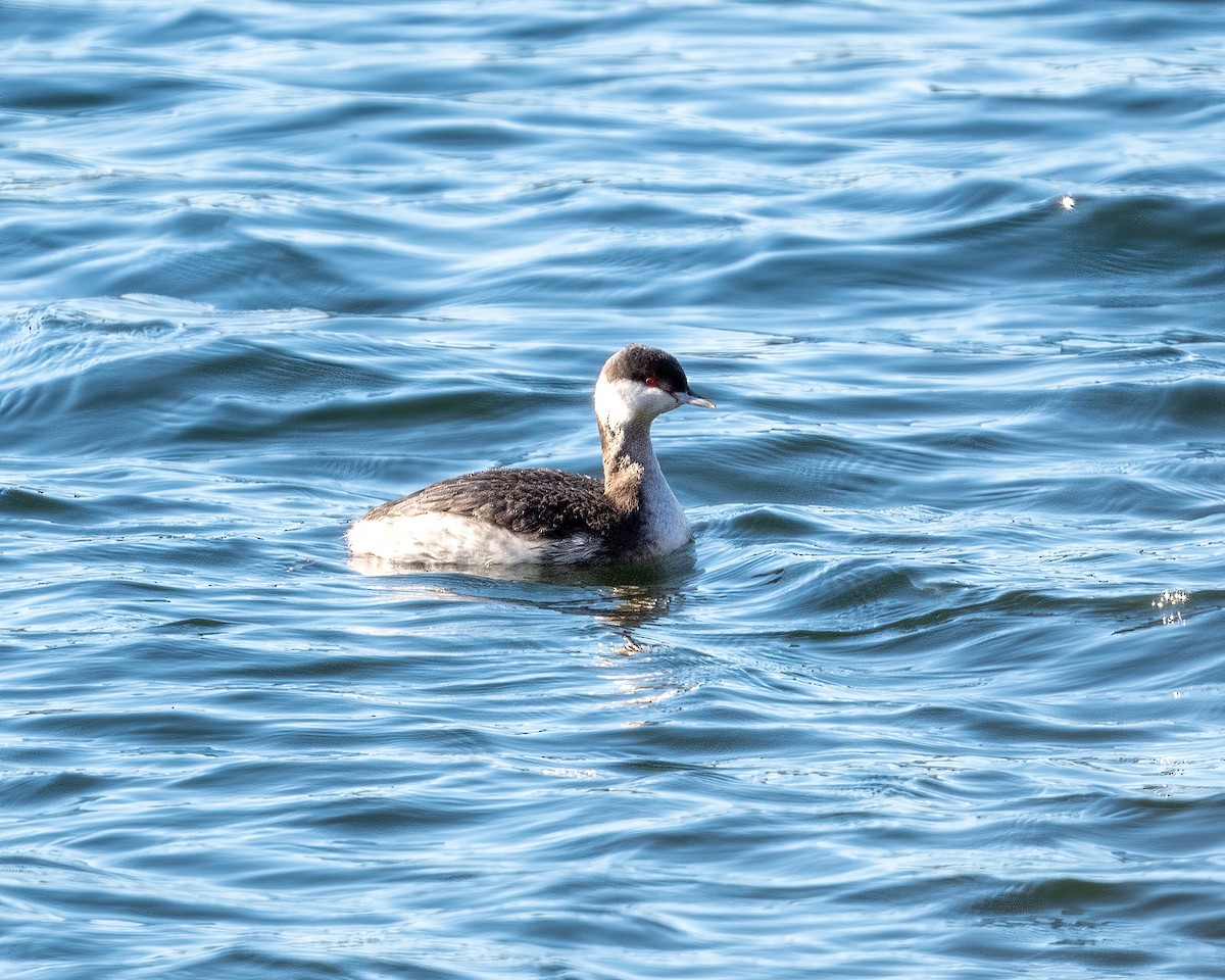 Horned Grebe - ML614360881