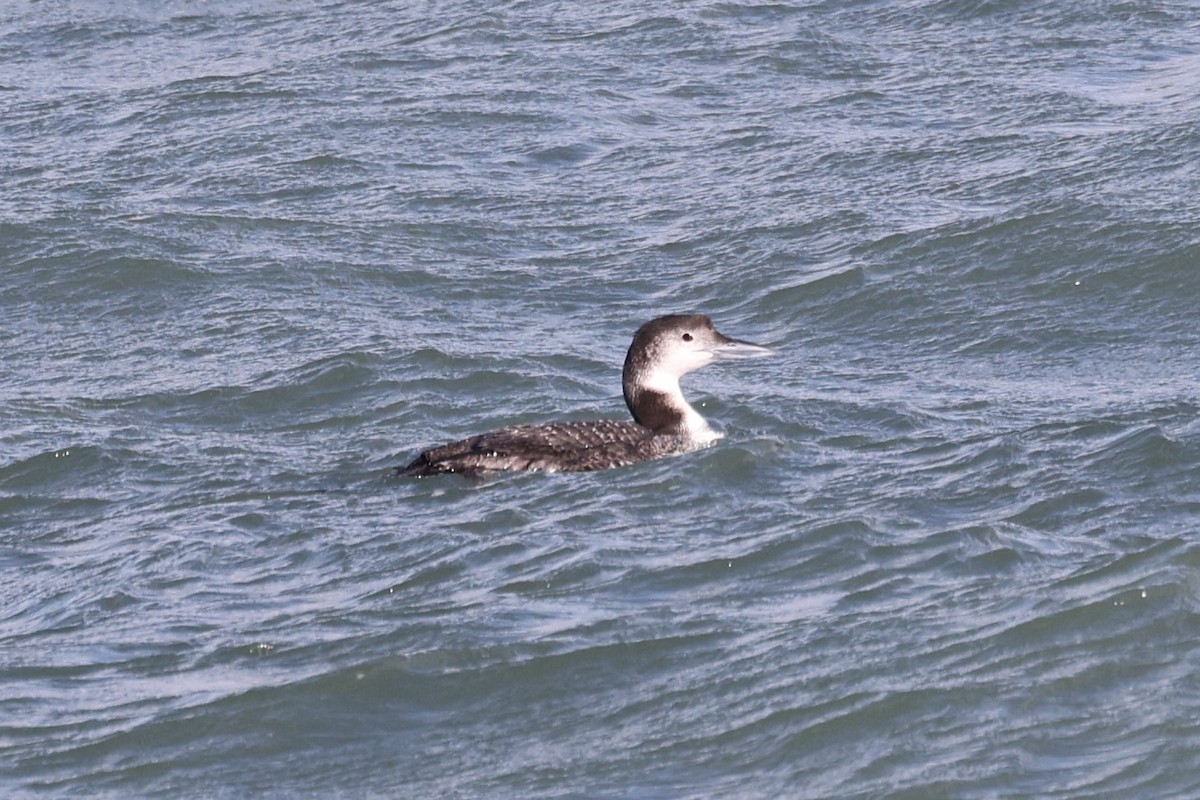 Plongeon huard - ML614360904