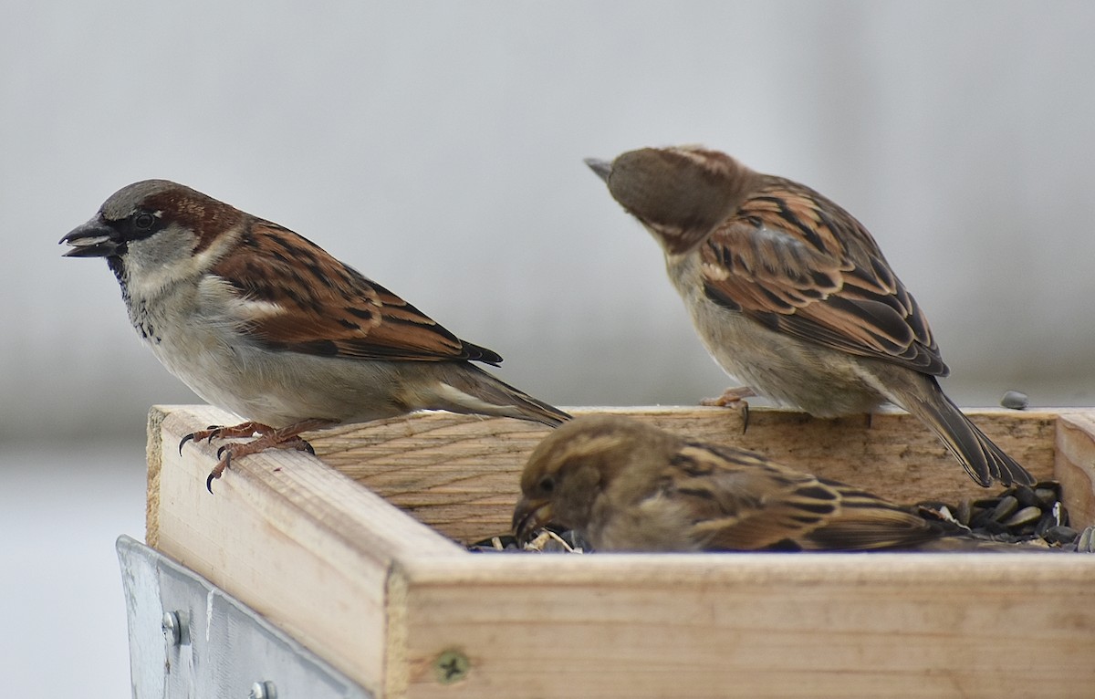 Moineau domestique - ML614360946