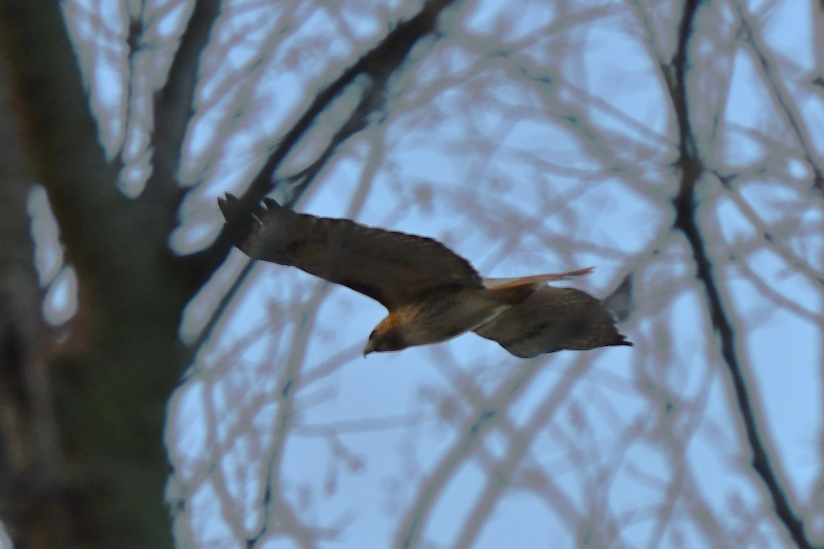 Red-tailed Hawk - ML614360997