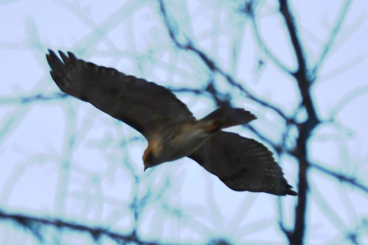 Red-tailed Hawk - ML614360998